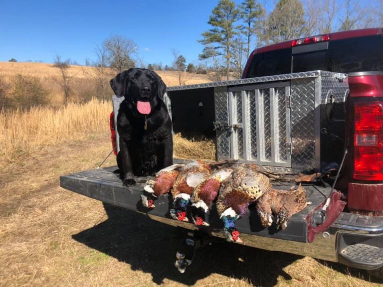 Gallery Halls Quail Preserve